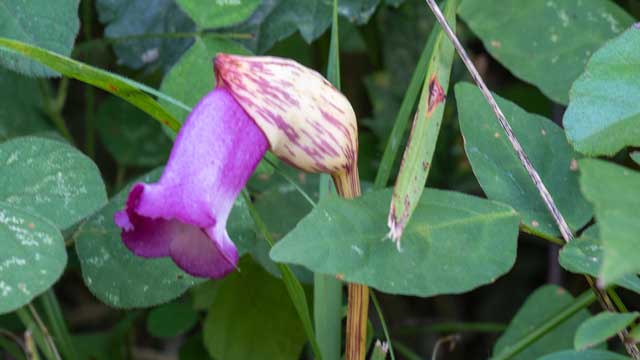季節の花