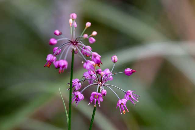 弘法山公園・山野草