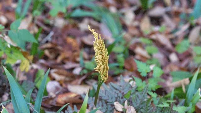 弘法山公園・山野草