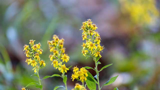弘法山公園・山野草