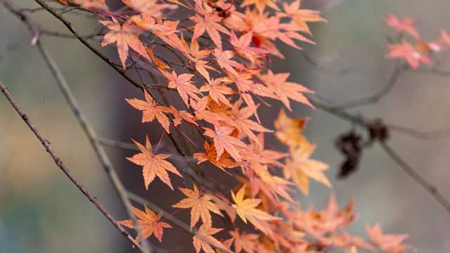 弘法山公園・権現山