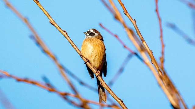 弘法山公園・野鳥