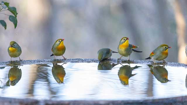 弘法山公園・権現山の野鳥
