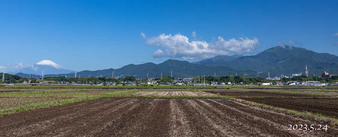 平塚市小鍋島付近の「はるみ」の田圃