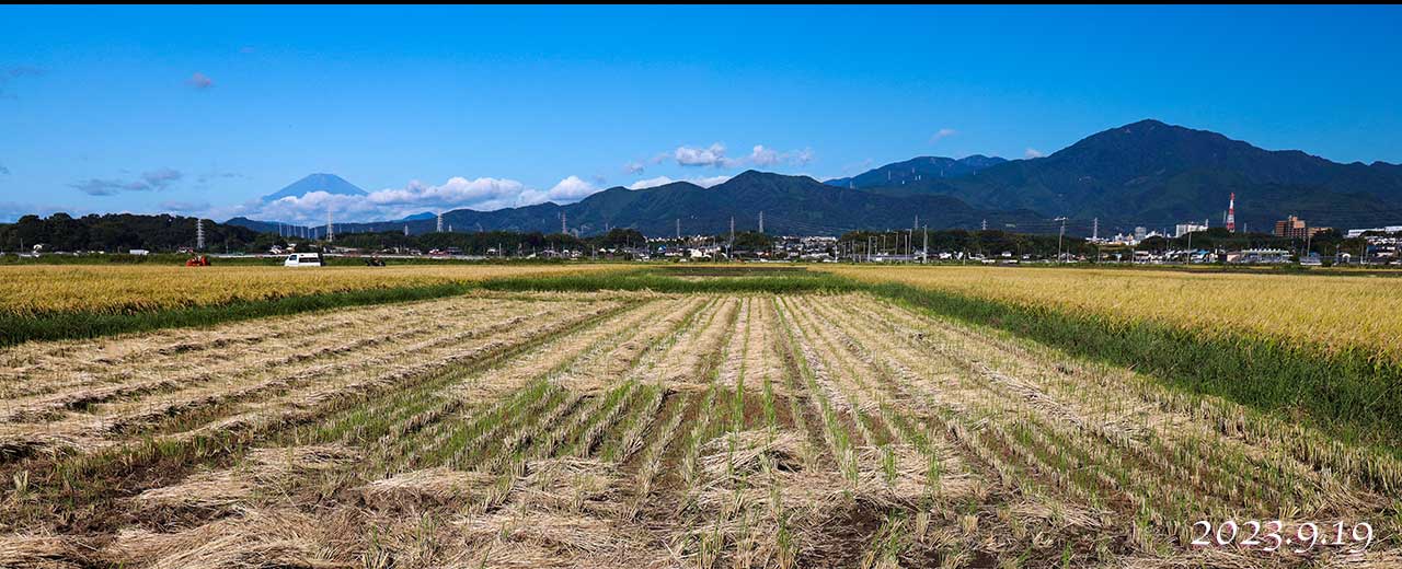 平塚市小鍋島付近の「はるみ」の田圃
